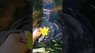 Лето, лето, лето... Дачные зарисовки