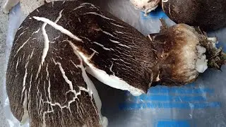 पैरा पुटु की सब्जी