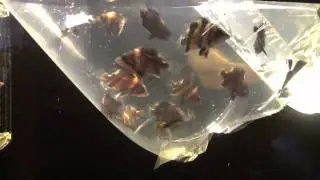 Mini Indo Tigers