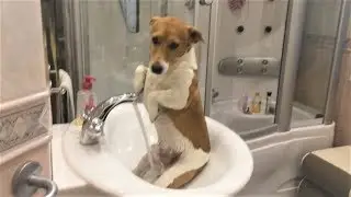 Приколы про собак 2017 Ну очень Смешные собаки  Приколы с собаками  Собаки Funny Dogs 2017 犬 犬について