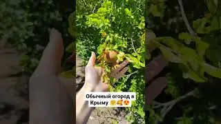 Обычный огород в Крыму😍😍 #блогер #путешествие #дача #сад
