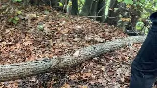 Cutting a fallen tree1