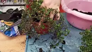 Традисканция или каллизия. Реанимируем растение.