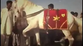 Comedia - Imran cheema casamento em punjab