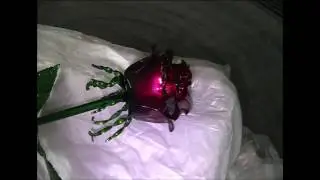 Роза. Эксперимент.