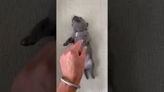 Olha a Reação do Filhote 🤣😅😂 