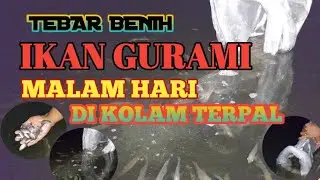 TEBAR BENIH IKAN GURAMI || MALAM HARI || DI KOLAM TERPAL