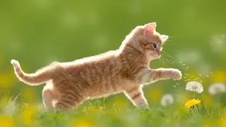 Epic Cat Montage