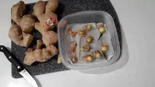 Growing store bought ginger | Interesting trick to make them root quicker