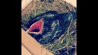 Младенец Флоки/Baby Floki