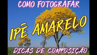 Ipê Amarelo   Como fotografar