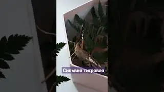 Тропические бабочки/Сильвия тигровая 🦋