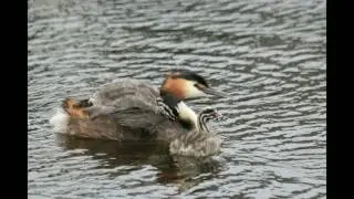 jonge watervogels