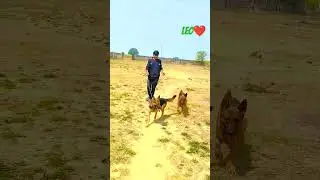Ritik dog kennel|| leo and Nora ❤️|| #shortsfeed #ritikdogkennel #germanshepherd #dogs #shorts