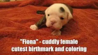Chandler Bulldogs Litter Born 3/15/09 - Puppies Starting to Walk - 3 Weeks of Age