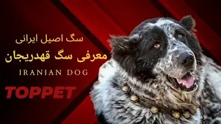 معرفی سگ قهدریجان سگ قدرجونی نژاد اصیل ایرانی🇮🇷