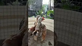 #serama #seramachickens