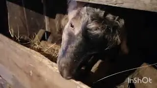 Подкупили сено 🐐новый свет козам