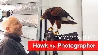Hawk Vs. Photographer - In our new pro photography studio