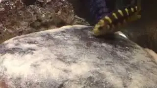 bumblebee cichlids breeding 1