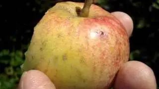 Apple Variety Irish Peach