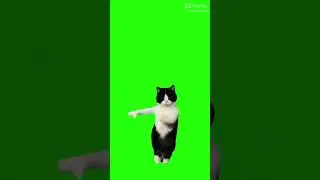 Dancing Cat Meme Green Screen  