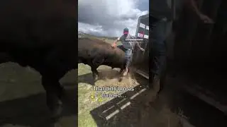 You know they say that if you don’t ride your bull to check your cows you ain’t no cowboy