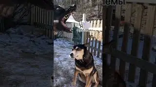 #моти