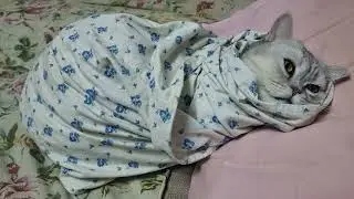 Как пеленать кота в 2023 году