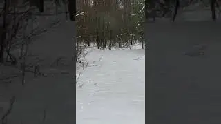 Этот заяц хозяин леса