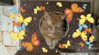 Кот-стесняшка 🐱😃😍 Милое видео The cat is sleeping funny