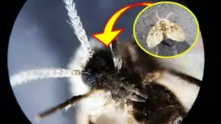 #6 나방파리 확대관찰 영상 Fly moth drain fly sink fly Psychodidae