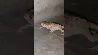 how frog eats #funny #comedy amazing nature