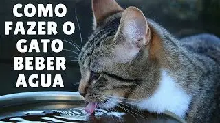 Como Fazer o Gato Beber Agua
