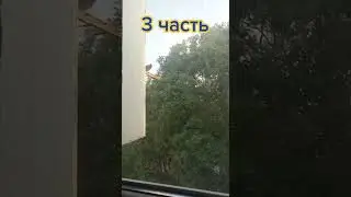 Голубиная санта барбара (ч.3)