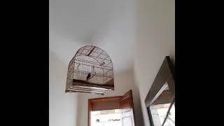 azulão safadão, canto melodioso .