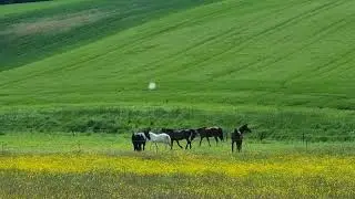 Beautiful Landscape with Happy Horses and Huge Wind Turbines #landscape #horse #windturbine