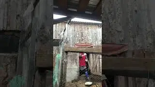 Наши курочки молодки занеслись