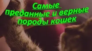 САМЫЕ ПРЕДАННЫЕ И ВЕРНЫЕ ПОРОДЫ КОШЕК  THE MOST DEVOTED AND LOYAL BREEDS OF CATS