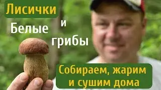 Сhanterelle and boletus picking. How to dry them home. Fast and proven decision.