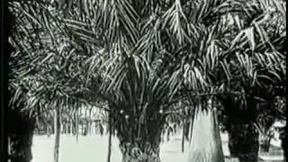Silent Film - Barcelone Et Son Parc (Barcelona And The Park)