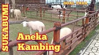Aneka Kambing