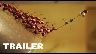 Minuscule - Full Movie Trailer In Full HD | Animation