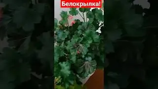 Белокрылка как избавиться #белокрылка