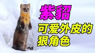 【皮毛动物02】紫貂如何上演以小搏大的猎杀?可以体内冻卵那么久?