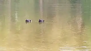 утки