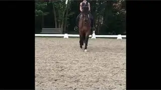 MIU Sport Line dressage saddlepad