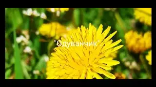"Одуванчик".
