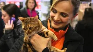 How Good Nutrition Can Improve Pet Health.