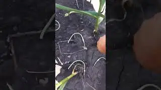 Чеснок 27.06.2024г. #чеснок #овощи #garlic